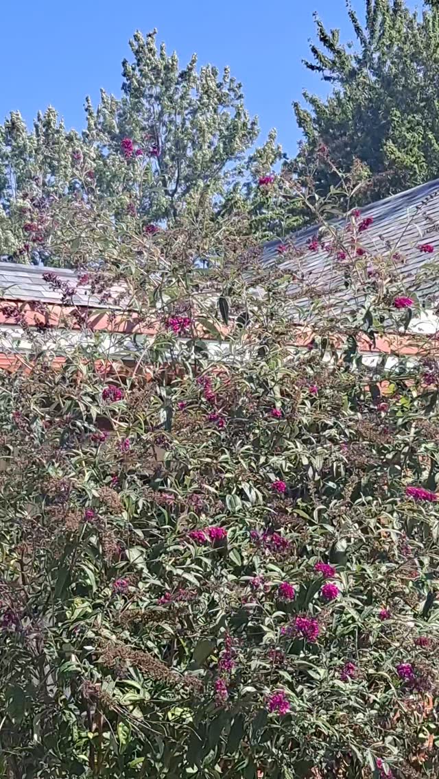 RomanFashapv's tweet photo. Four or five monarch butterflies—I’ve never seen this many at once. https://t.co/IZ2IOZhNbO