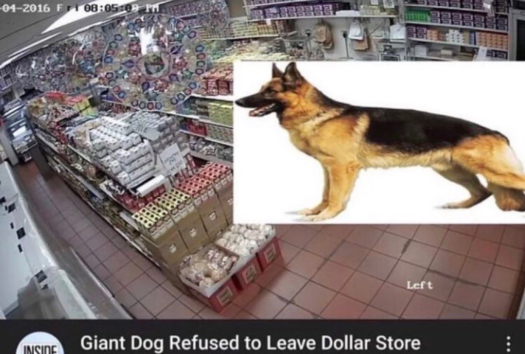 jjkdoctor's tweet photo. Giant Dog Refused to Leave Dollar Store https://t.co/hp9JO1EvPd