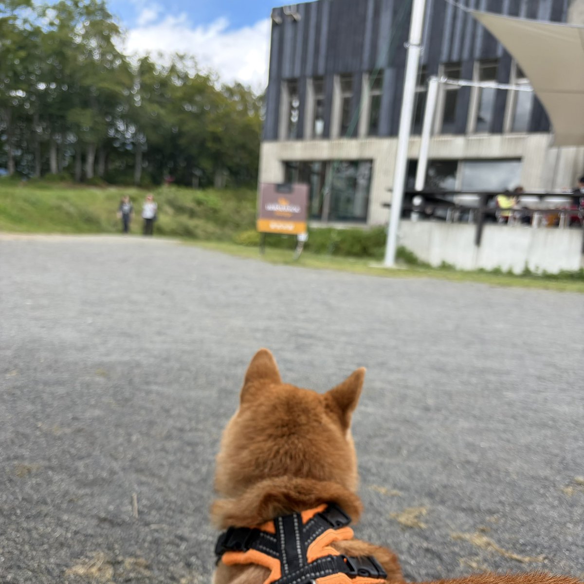 civic's tweet photo. イヌの後頭部がかわいい https://t.co/Zop88VE52g