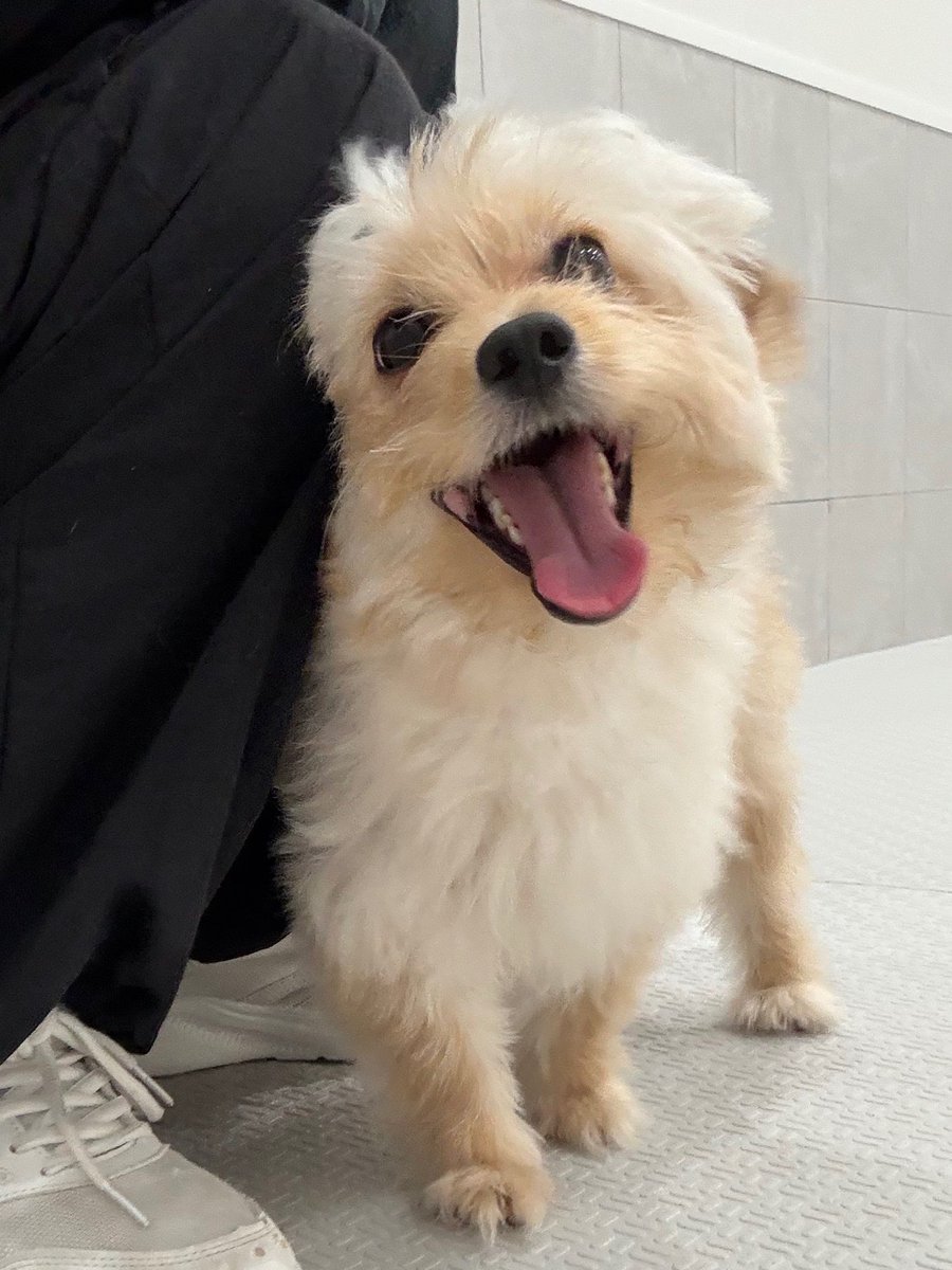 Recpt_Neighbor's tweet photo. 汝、隣犬を愛せよ https://t.co/WtfvcColMx