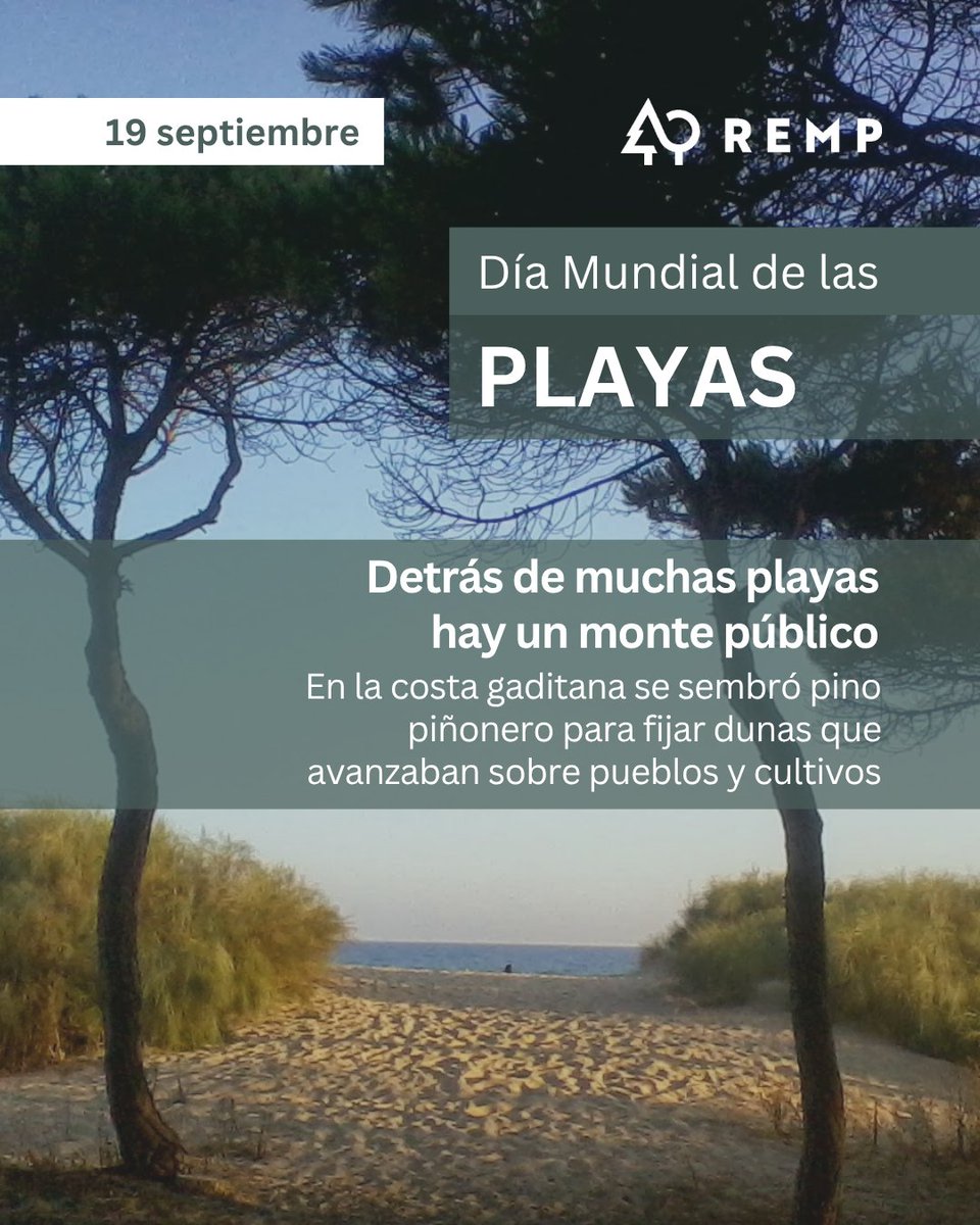 REMP_es's tweet photo. 19 de septiembre / #DíaMundialdelasPlayas

🏖️​ Detrás de muchas #playas hay un monte público.

En la costa gaditana se sembró pino piñonero desde 1905 para fijar más de 2.000 hectáreas de dunas que avanzaban sobre pueblos y cultivos.

@FBiodiversidad @FondosUE_Esp #FEDER #REMP https://t.co/eluF575wXP