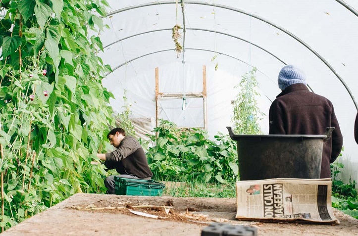 Vegannews3's tweet photo. Vegan Society of Ireland asks Agriculture Minister to add horticulture to farm diversification options. https://t.co/mHCDciT2tK #vegan #Ireland #foodsecurity #vegetablefarming https://t.co/ccHE1IELkm