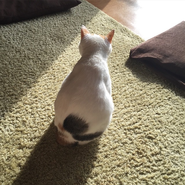 EthelSchoermpr's tweet photo. 時間の隙間に置いてきたはずの感覚が、不意に手の中で温度を持って疼き出す。きっとただの錯覚 https://t.co/tyXDO0kfgz