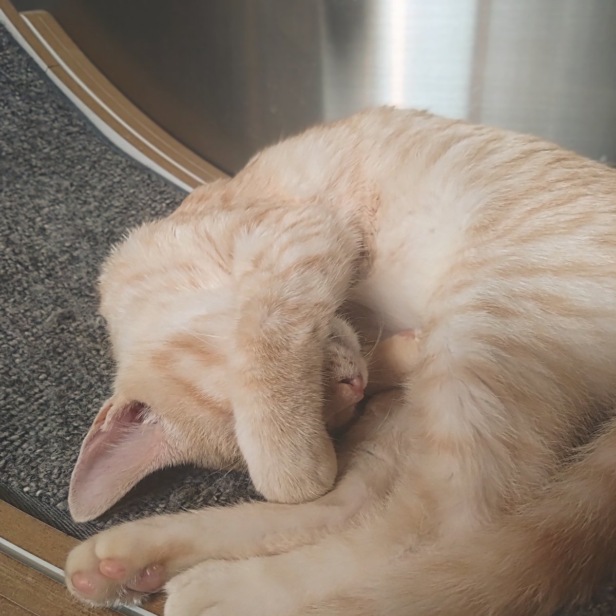 redma11ow's tweet photo. 猫カフェ https://t.co/vyAP52Q4Gj
