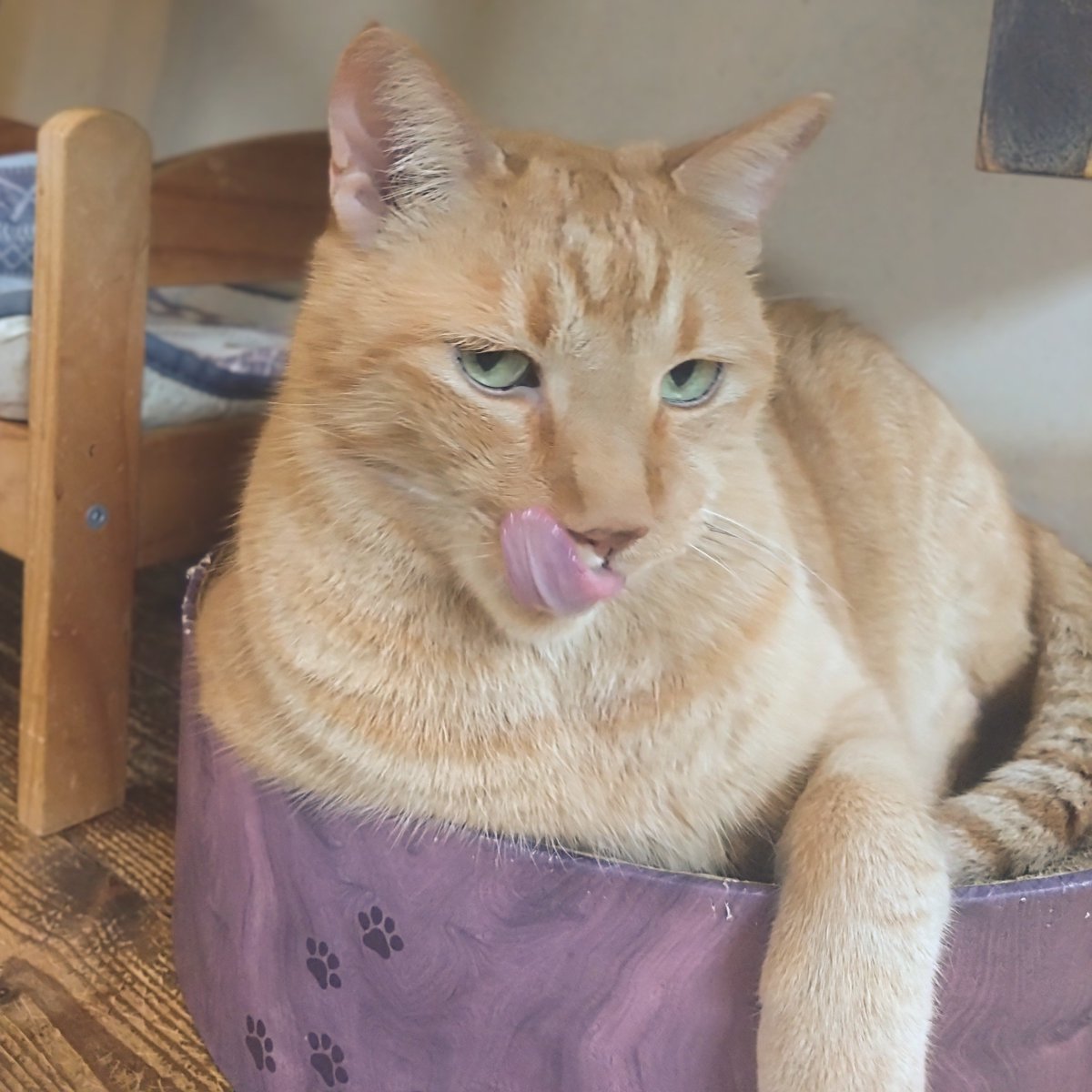 redma11ow's tweet photo. 猫カフェ https://t.co/vyAP52Q4Gj