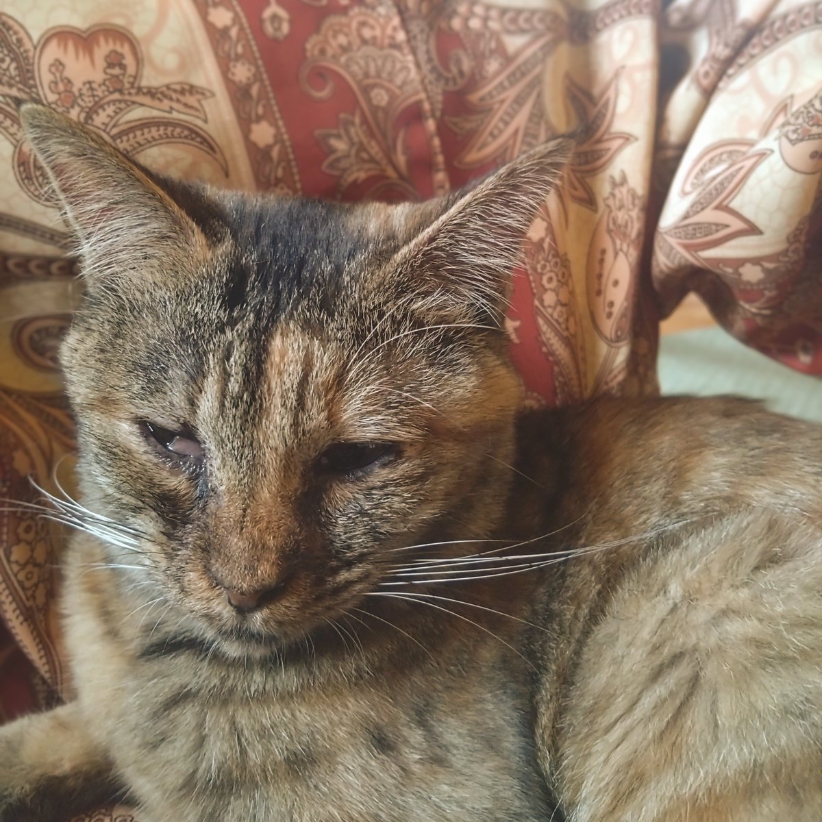 redma11ow's tweet photo. 猫カフェ https://t.co/vyAP52Q4Gj