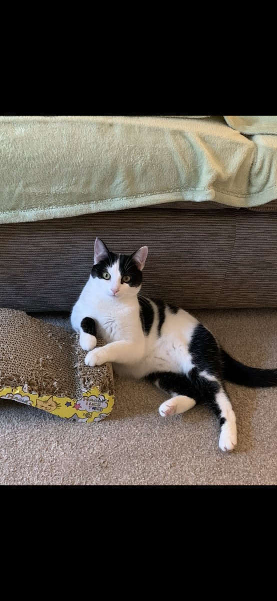 Hamesquish's tweet photo. These are my #cowcat brother &amp; Sister siblings #spencerreid &amp; #penelopegarcia aka pen. Mum said they were feral when taken to the shelter and it took many months for them to feel comfortable with humans. Now pen rules the house and spencie taught me to hunt. #catsoftwitter ❤️🐾 https://t.co/qpgBfV2FSp