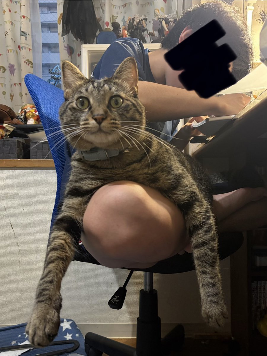 maki4dayo's tweet photo. 息子の勉強の邪魔する猫様が可愛いので見て欲しい https://t.co/PbvRkaSpwm