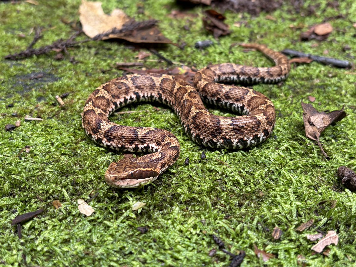 fai315913's tweet photo. 埼玉で半日探して見つけたヘビ達

アオダイショウ3
マムシ2
ヤマカガシ2
タカチホヘビ1

やはりシロマダラは幻か… https://t.co/qMmxyANE2M