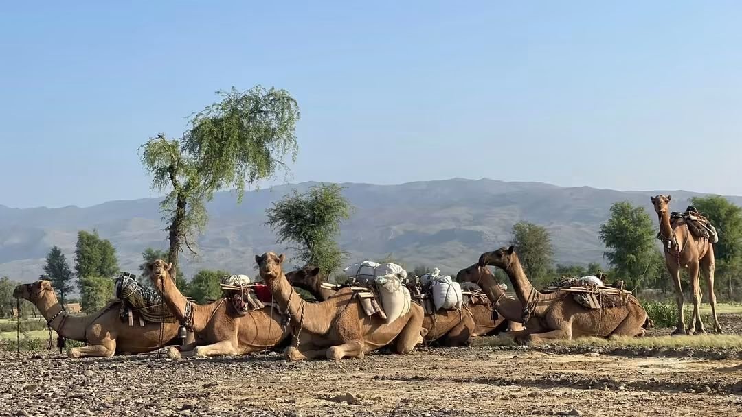 zafar_jappa's tweet photo. "The difference between camels and men; a camel can work a week and not drink; and a man can drink a week and not work." — Julian Tuwim https://t.co/5NfaVu8HUA