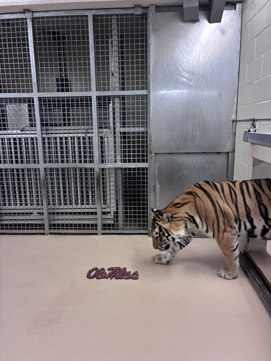 MikeTheTiger's tweet photo. Dinner is served. Might be bear. Might be shark. Who knows? It tastes like @LSUfootball victory. Geaux Tigers! https://t.co/8slrLzCmeD