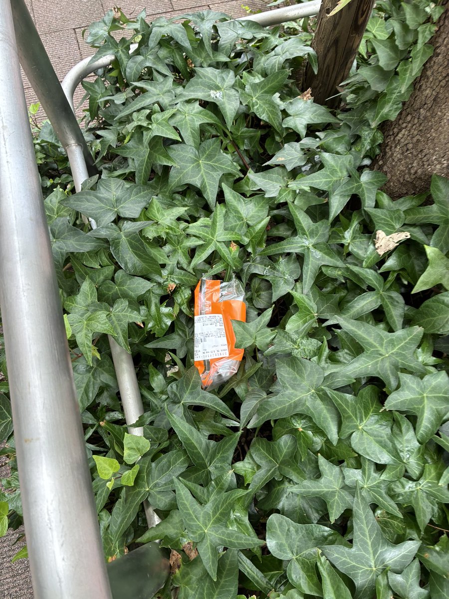 CleanupFrontier's tweet photo. サタデークリーンナップ
朝の雨が上がって
本降りになる前に
久しぶりに芝公園4号地迄
シルバーウィーク迄イベントがあって
花壇には入れませんが
ひまわりの種も順調に実ってると思います
27日日8時から茅ヶ崎西浜ビーチクリーンです
みなさん是非ご参加ください https://t.co/as7TnaN1Sw