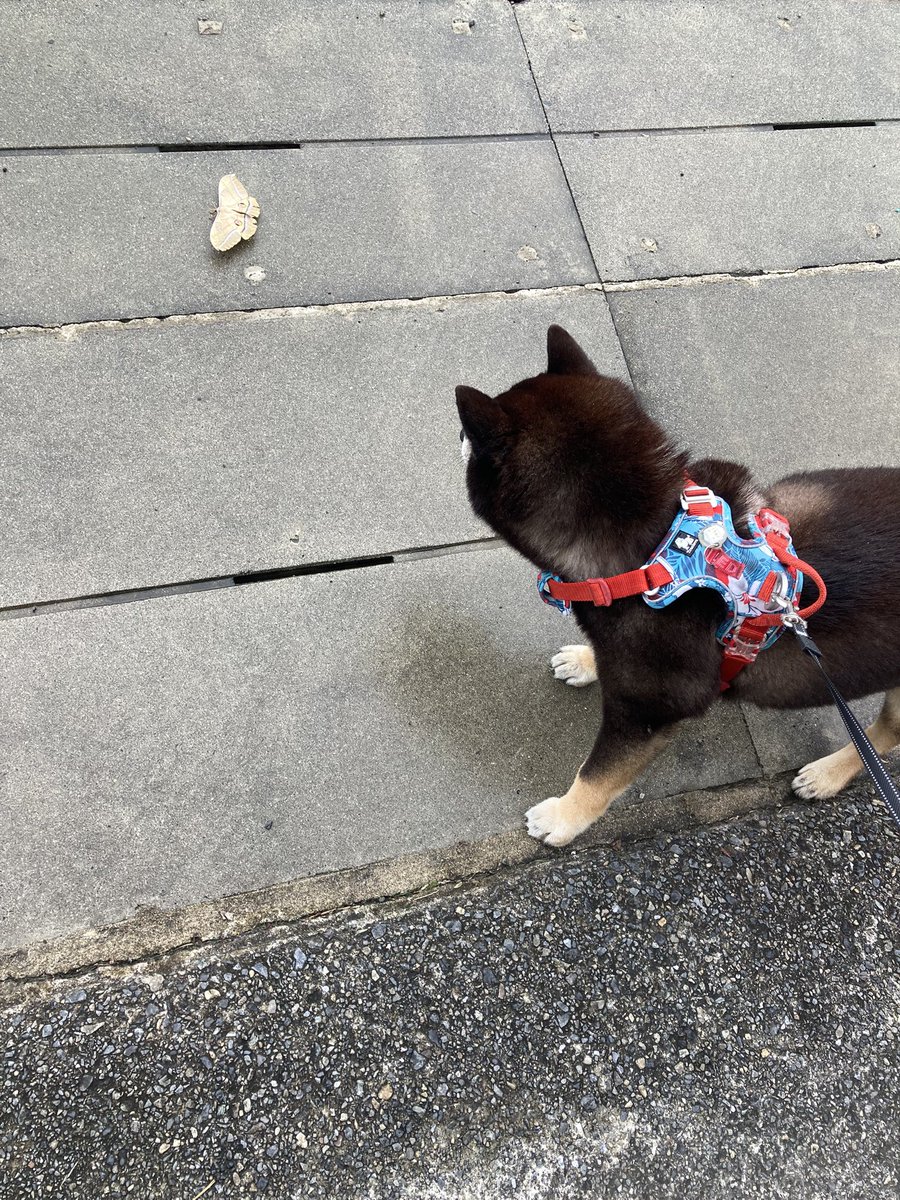 Za3K44's tweet photo. 掘り活✨🕳️🪏✨🐺思いのままに。
朝散歩中にデッカい蛾⁈パタついてた👀
#柴犬と猫 https://t.co/TasRYBcsiE