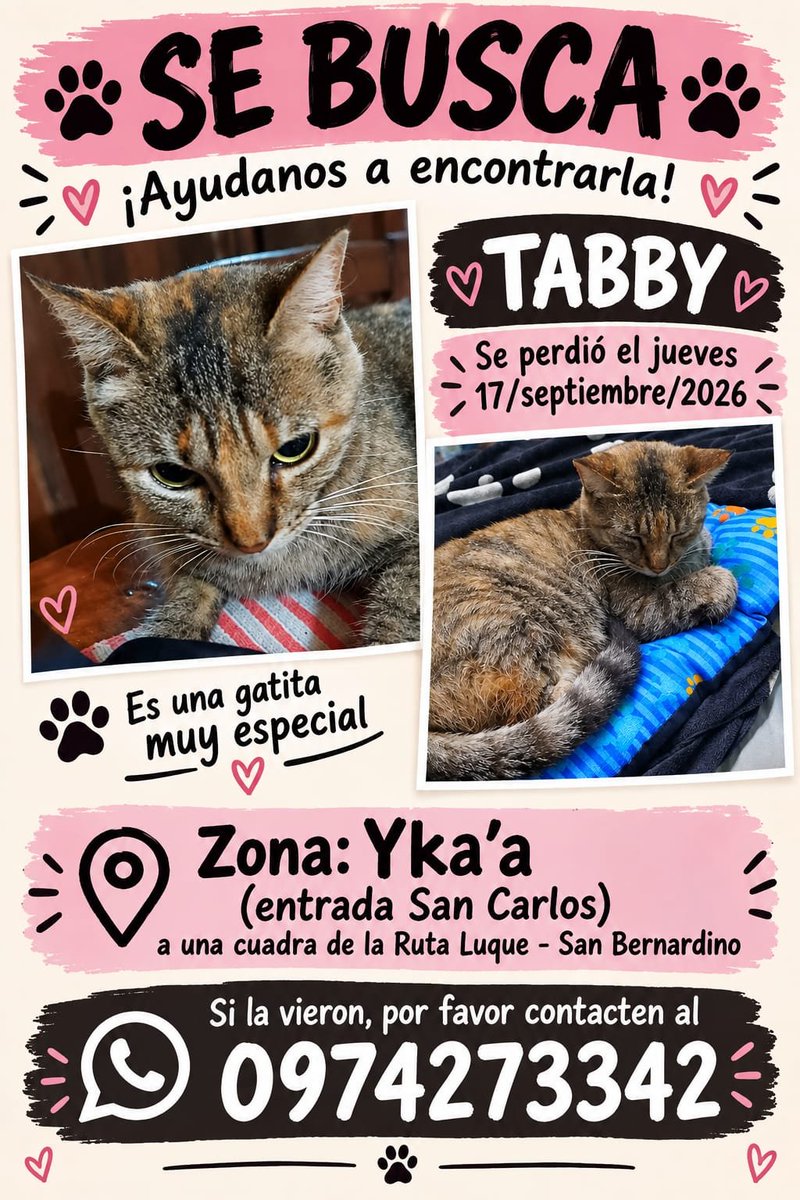 TiFaNiiii's tweet photo. Se le busca a Tabby! 
Por favor compartan para ayudar a encontrarle! 🙏❤️‍🩹 https://t.co/DkjSRFGKUI