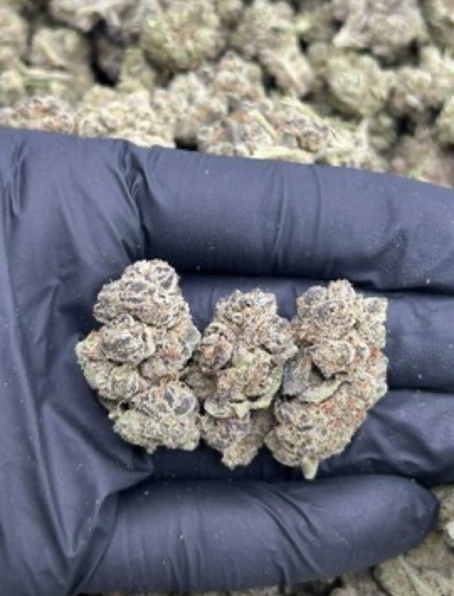 D420plug's tweet photo. Girls scout cookies
Good smoke ⛽💨

AVAILABLE IN BIT N BULK 📦
☎️ORDER ON TELE: https://t.co/idyVABFUvQ

NEED SOMETHING ELSE?
SHOP ON MY DISCORD 🏪
https://t.co/VHIczXNwDx https://t.co/Se67P9bcyY