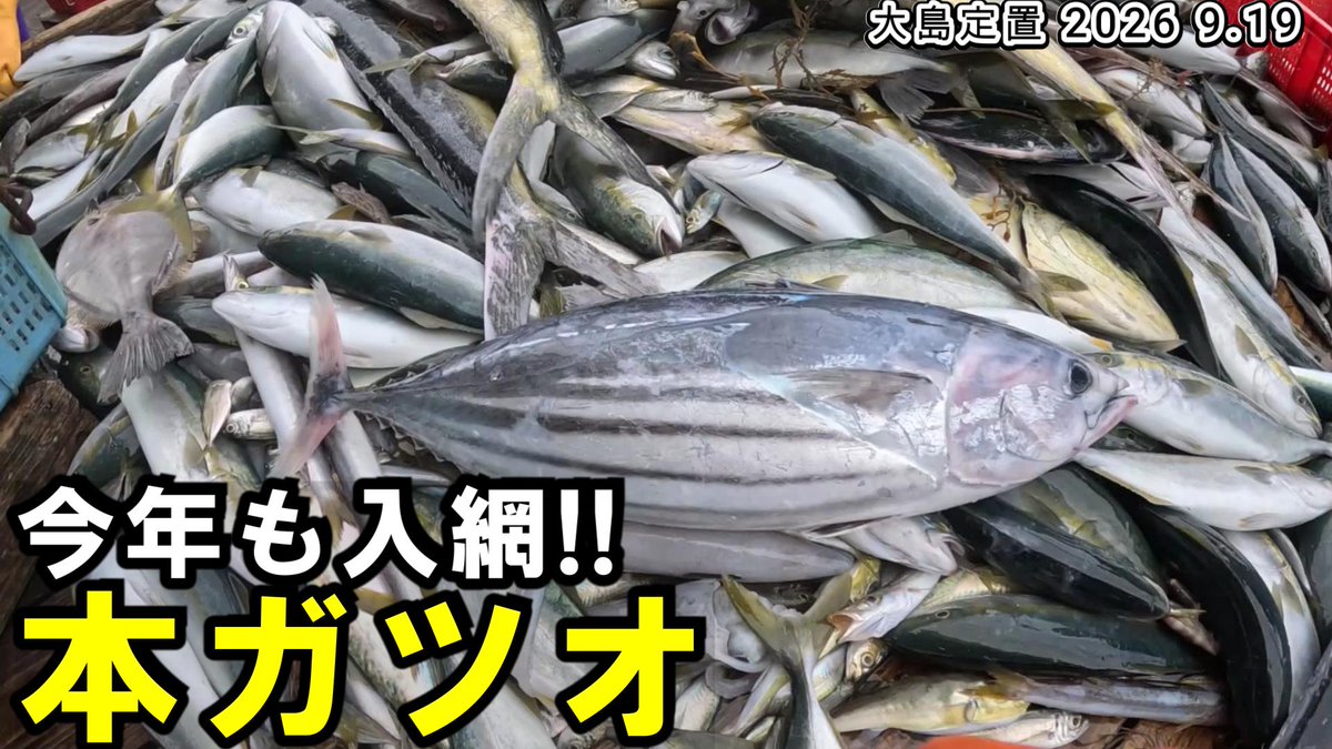 yaoti0040's tweet photo. https://t.co/ZXdwizBT7L
本日の漁の動画も17時公開です
海中映像もあります
連休前にいい魚が入ってきました!!　
シイラもバレンも多めでいい漁になりました

少しでもおもしろいと思ってくれたら チャンネル登録、高評価おねがいします

#漁師
#定置網
#若狭 https://t.co/FO5X2UaRhY
