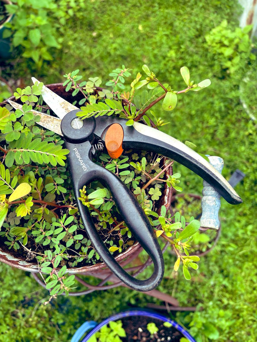 def90us1811's tweet photo. あ.....。新婚旅行で行ったフィンランドでカミさんが買った #FISKARS の剪定鋏が壊れてしまった😱 何処かで買えるのかな？ https://t.co/x3f0OR0PpA