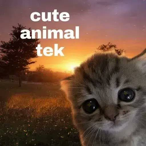 MerkinTheOnes1's tweet photo. We are literally sending random Tech that sounds bullish but doesnt even work.

@UsePaid ran to 20M and it doesn't even work.

Everyday there is a new launchpad and some slop tech that is useless.

This is the only tech coin that should matter.

$CAT - Cute Animal Tek https://t.co/ePz2LOw1Uq