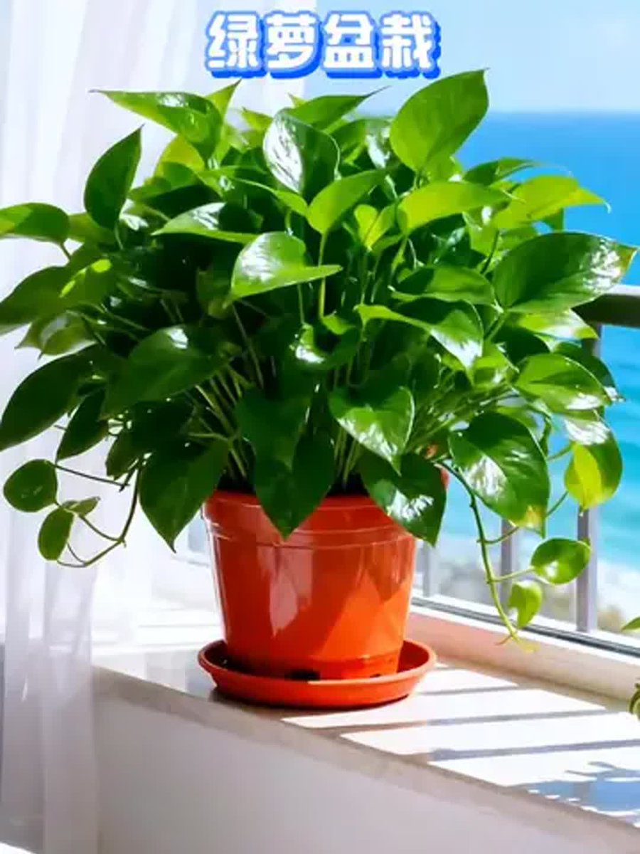 joyau274558's tweet photo. Green thumb tip for your pothos: Water once every 7-10 days, and keep it in bright indirect light—no direct sun burns its leaves! ， https://t.co/n6fisS0vBz