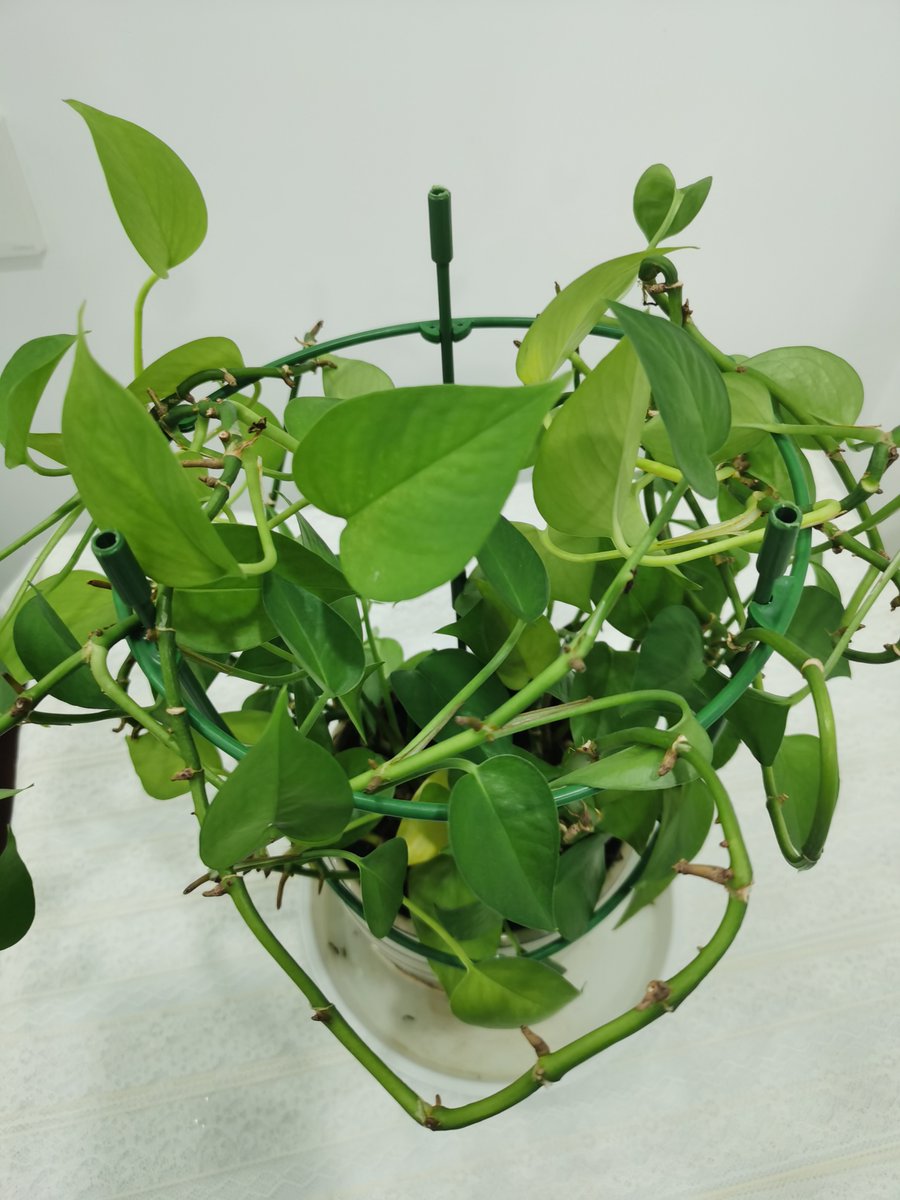softn576165's tweet photo. Pro tip for your pothos: Wipe its leaves with a damp cloth weekly to remove dust, help it breathe better u0026 grow lusher! https://t.co/Z0KKfmenlb