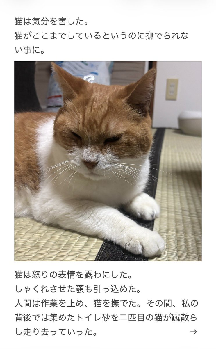 yalalalalalala's tweet photo. 【猫のトイレ砂に注意が必要な事】 https://t.co/VD6NY7LQi0