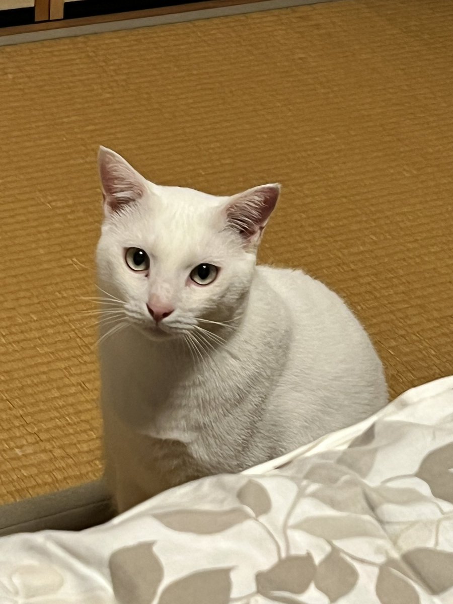corox1210's tweet photo. 目つきが鋭い https://t.co/dXVDp6zBAo