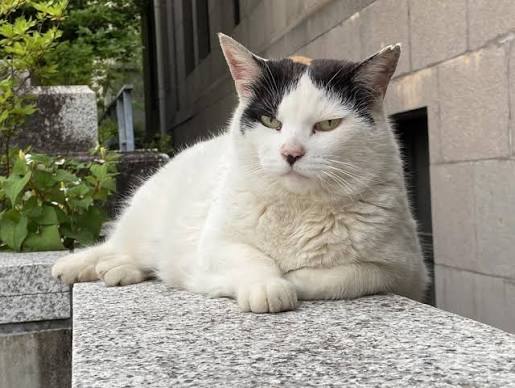 TylerRutgersMBA's tweet photo. 猫を捨てない、外に自由に出さない、迎えた命は最後まで責任をもって飼う。

飼い主さん一人ひとりのそんな小さな心がけの積み重ねが、これ以上地域猫を増やさないための一番の近道になります。

みんなで力を合わせて守っていきましょう。 https://t.co/VPKz3bNTAF