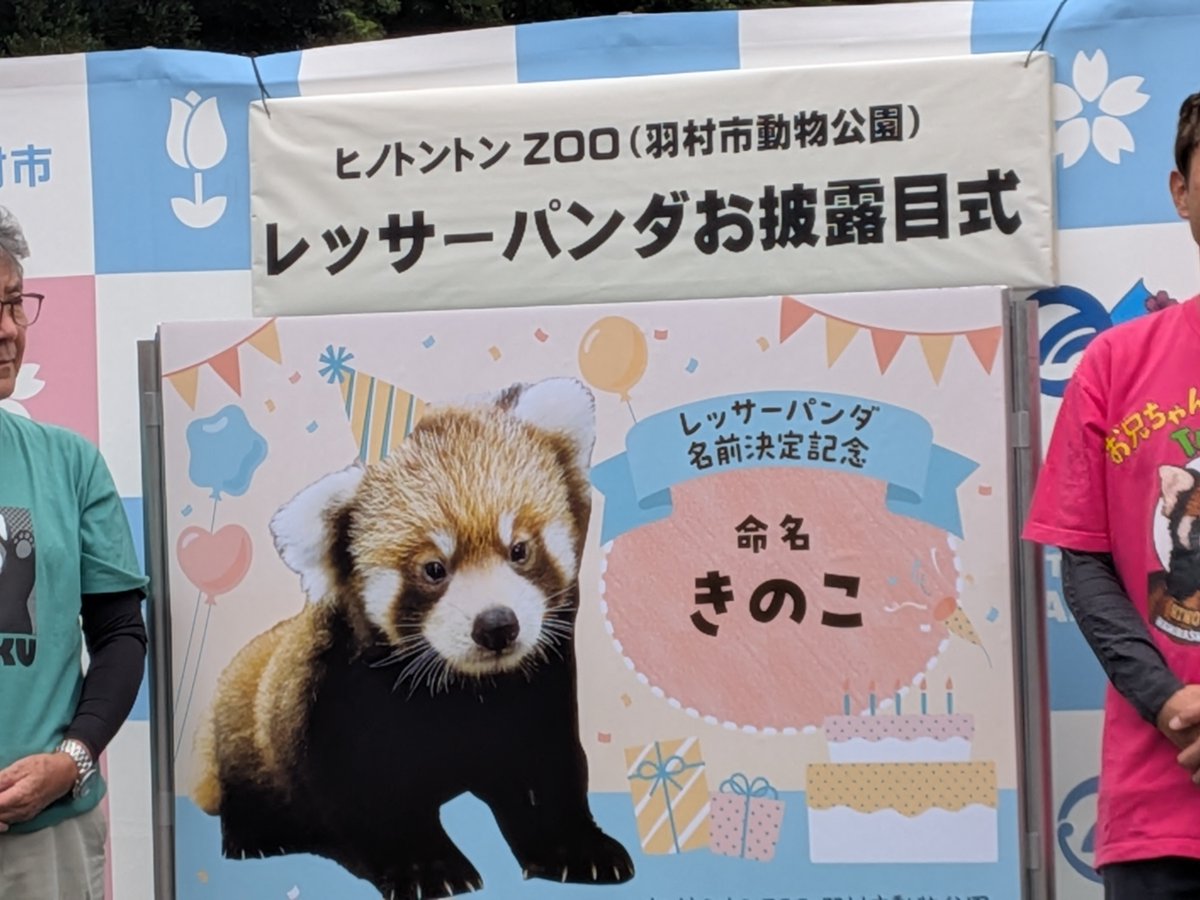 sstk_15's tweet photo. 【速報】
たけのこの弟
改め「きのこ」
#羽村市動物園
#レッサーパンダ
#きのこ https://t.co/ZM3cX63Uae
