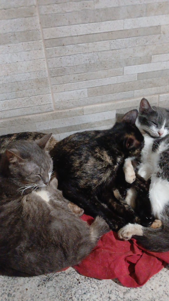 28bebesajuda's tweet photo. preciso da ajuda de vocês, PRESTEM MUITA ATENÇÃO: vcs sabem que eu cuido de 28 animais, para me prevenir de possíveis denúncias, preciso trazer o veterinário delas aqui para avaliar cada uma. precisamos arrecadar 150 reais. É UMA QUESTÃO DE VIDA OU MORTE!!

PIX: 35991737271 https://t.co/imYpsHXmNC