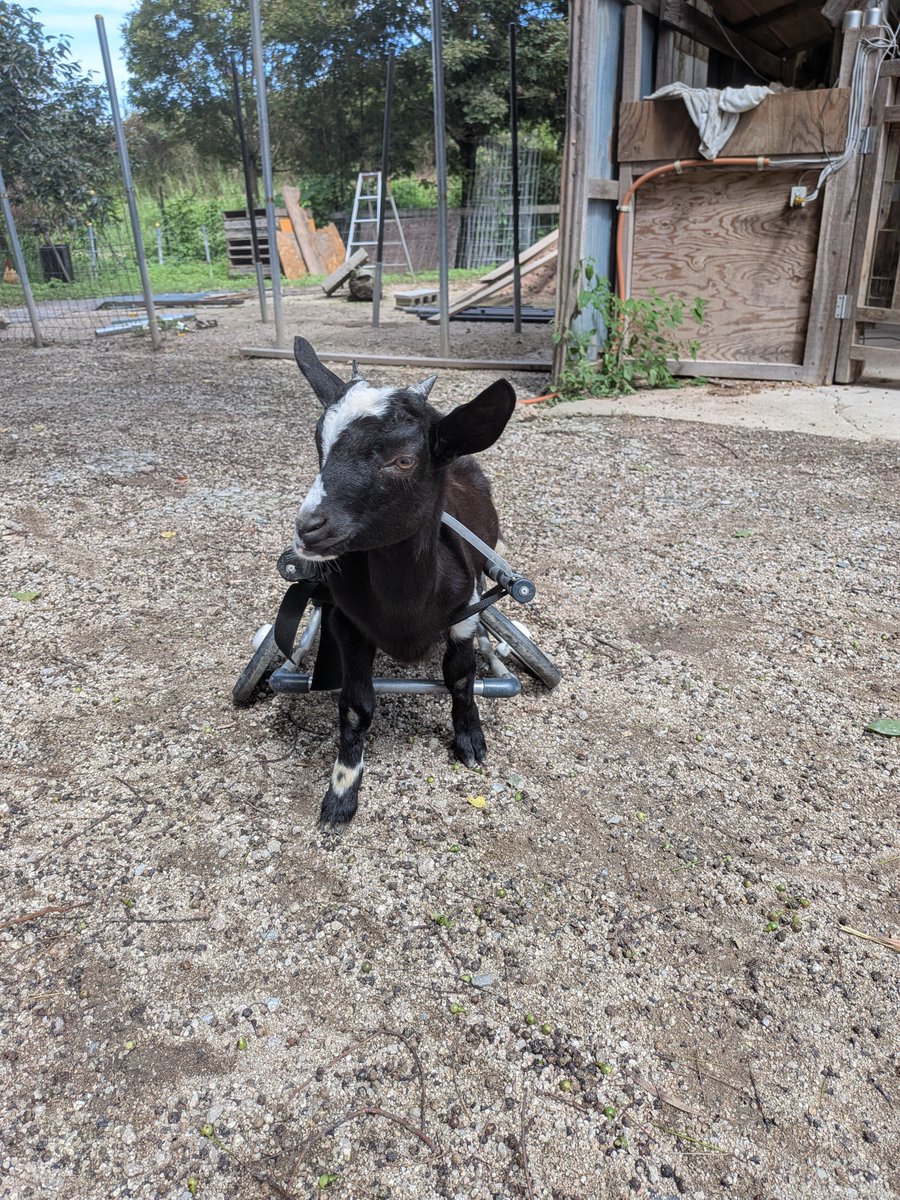 ahirupg's tweet photo. 可愛い♥️♥️ https://t.co/UESidfDQqH