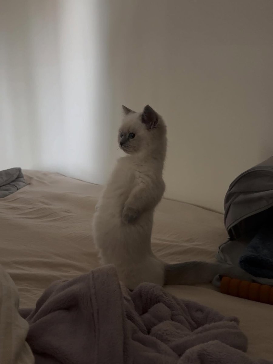 uroooooooong's tweet photo. 확신의 얼딩고양이 이리노ㅋㅋㅋ https://t.co/4AKjpGfN2r