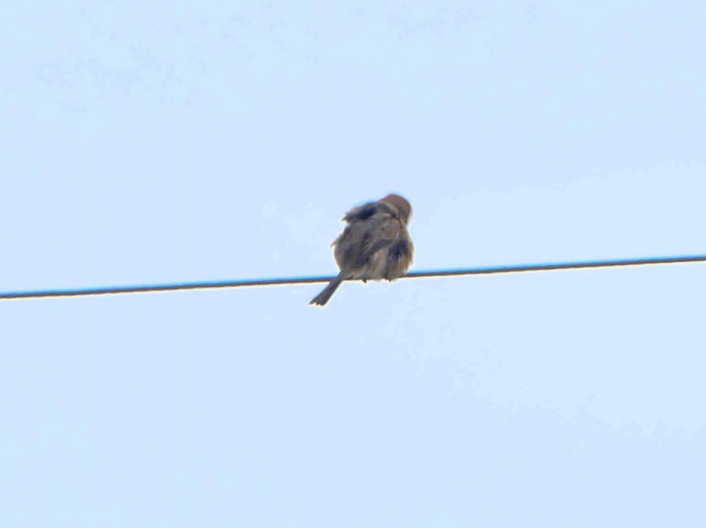 ice_fisherman's tweet photo. モズの高鳴きが聞こえる季節です。写真の個体はメスだと思います。2枚目は体をプルプルしてる最中？羽毛がパヤパヤしてかわいい♫

#��ズ #百舌鳥 #高鳴き
#Panasonic #LUMIX #FZ300 https://t.co/fCo1j7ncMf