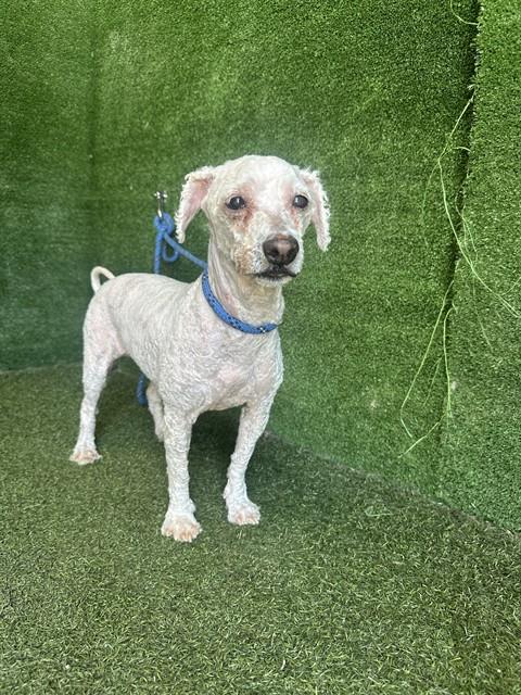 AnimaLancaster's tweet photo. * SENIOR *
#A5801439
Spayed female, white Poodle - Miniature mix
10 years old.
https://t.co/3hdoZdUVbd https://t.co/UeRXAVWzyn