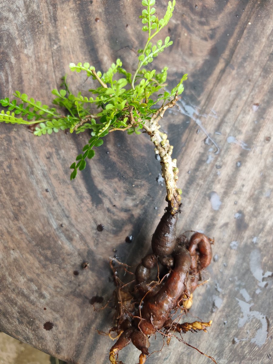 varuthseed's tweet photo. Today’s order is for a domestic shipment within Thailand.
This *Operculicarya pachypus* was grown from seed.
If you are interested, we have more beautiful specimens like this available.
They are priced at 400 Baht each, plus 50 Baht for shipping.
A set of 10 plants is 3,500 Baht https://t.co/JfBwp7fQpz