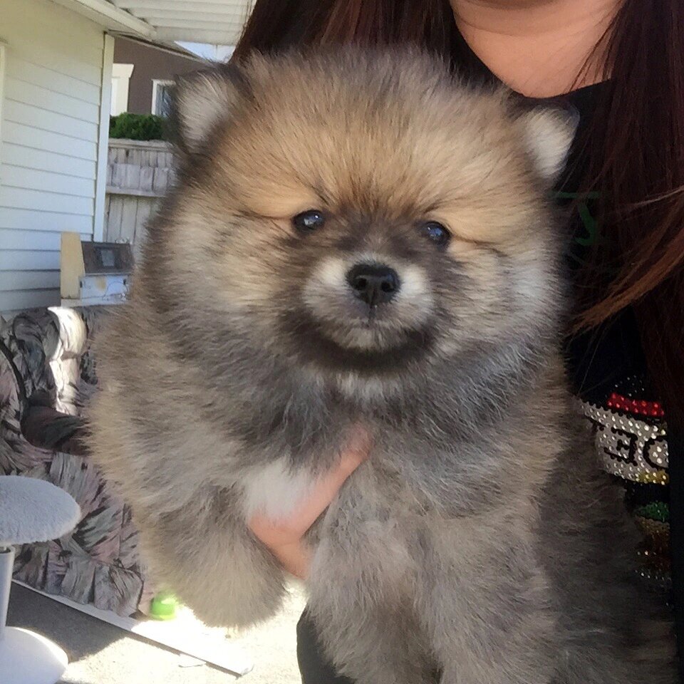 Macmillan_Obs's tweet photo. Watching my pup go from a tiny wobbly ball of fluff to zooming around like a total boss Best growth highlight reel ever https://t.co/PfsdPvPbSE