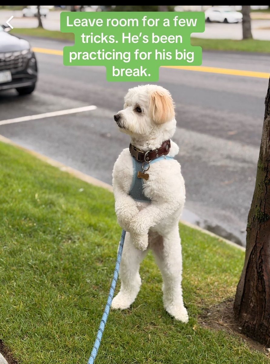 kelsey_fitz_ugc's tweet photo. Pet brands, meet your next creator🐾 Barney is cute, fluffy, knows his angles and already has a list of demands. #PetUGC #UGCCreator #PetCreator #DogTok #UGC https://t.co/vWjfd7mxNL