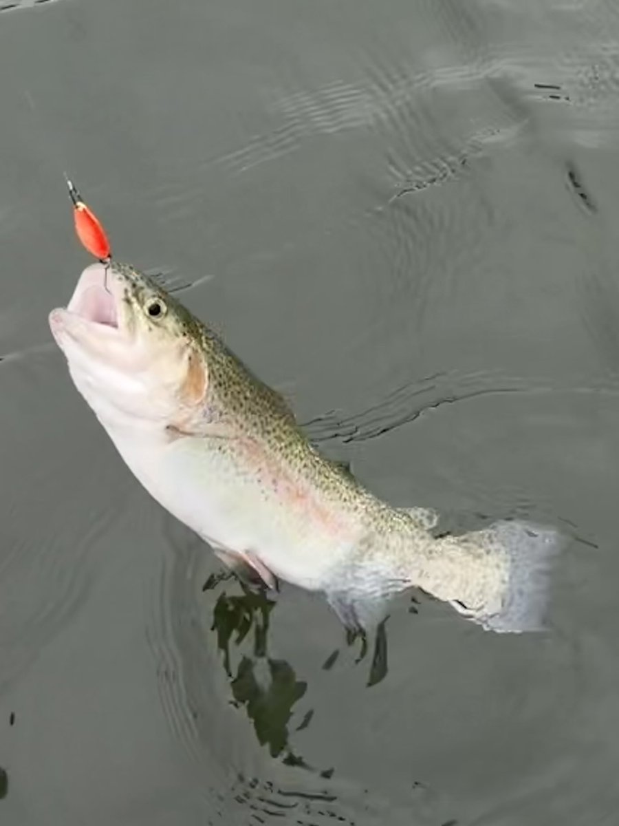 fishing_os's tweet photo. 泳がせ中止につき朝霞ガーデンへ

朝イチは、全然釣れ無くて色々試して拾い釣り⤵︎放流後にフォルテ1.8だけで二桁確保して何とか形になった感じ😅 https://t.co/jPA7KdQlIZ