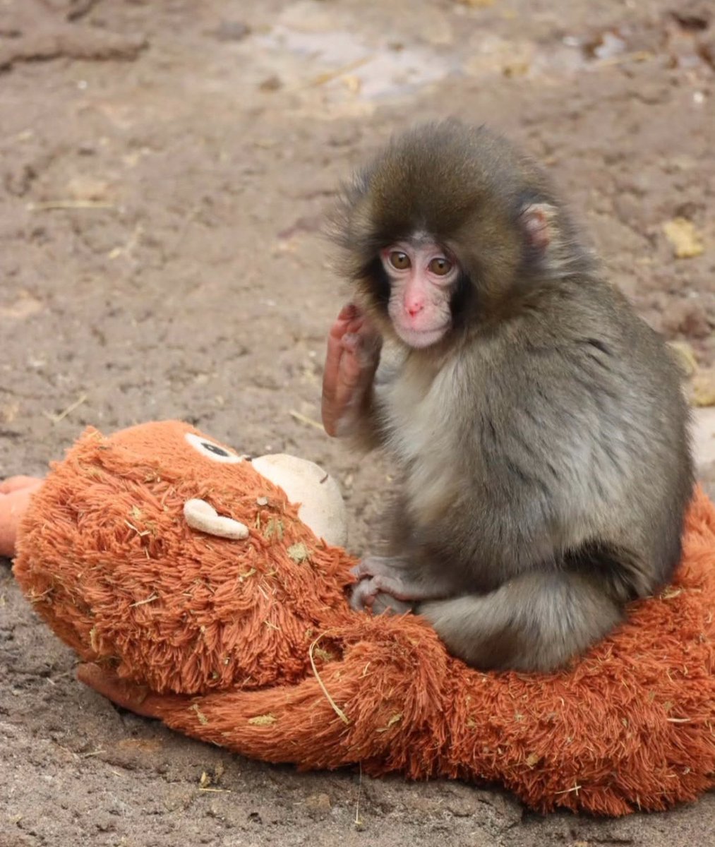 bestiedemorat's tweet photo. Febrero 2026 /  Septiembre 2026

Punch esta creciendo pero sigue siendo el bebé de mamá. 🧡🐒 https://t.co/QyobbECs4G