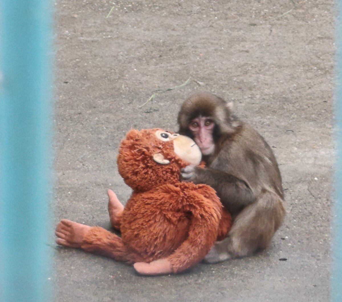 bestiedemorat's tweet photo. Febrero 2026 /  Septiembre 2026

Punch esta creciendo pero sigue siendo el bebé de mamá. 🧡🐒 https://t.co/QyobbECs4G