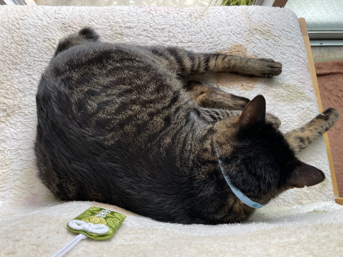 goothecat's tweet photo. 今日は昼間から雨予報だったのですが、お陽さまが出ているので気持ちよく窓際のぐー専用椅子でごろんちょしてるぐー(=^ェ^=)ﾉ🌝 https://t.co/g2lcoLolek
