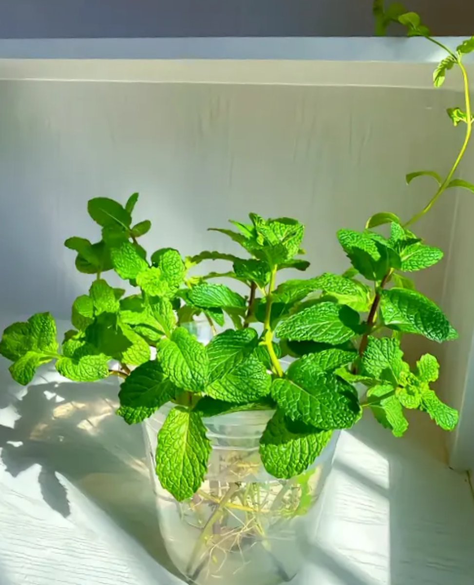 peacx217292's tweet photo. Try a new hobby this weekend! Gardening isn’t just for growing plants—it calms your mind and lets you watch tiny wonders bloom. Start with a pot of mint, you’ve got this!， https://t.co/FcKIkhf0kf