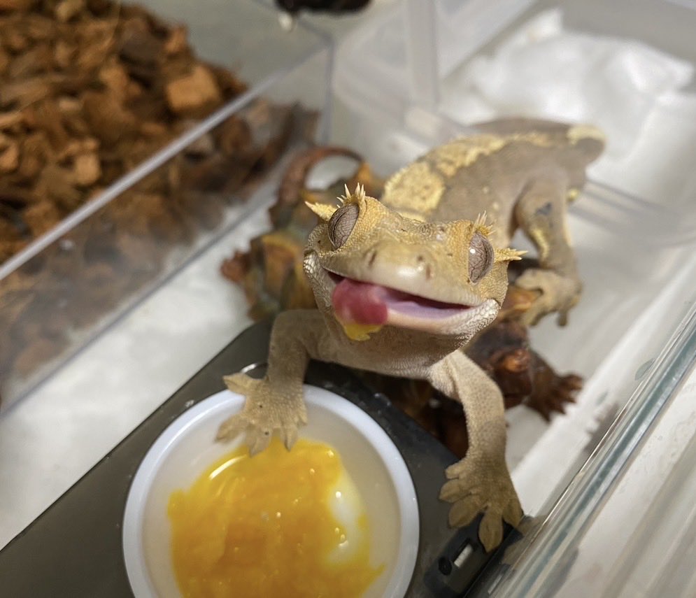 ryonryon1225's tweet photo. 5年前はマンゴー派🥭
今はバナナ派🍌 https://t.co/lZE67W9wYL