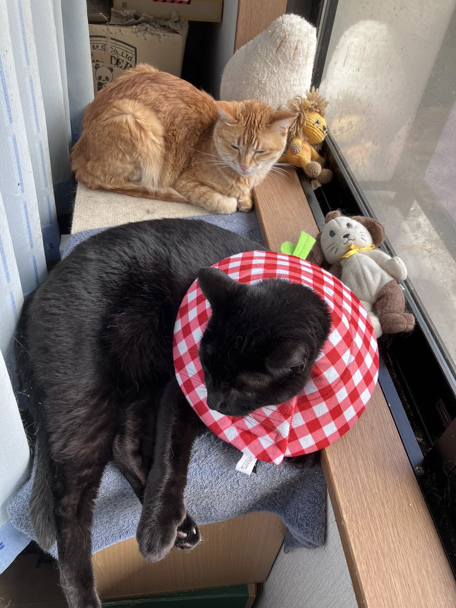ZUOOEN2896's tweet photo. 珍しく2人で日向ぼっこ☺️

#茶トラ猫🐈
#黒猫🐈‍⬛
#猫のいる暮らし
#猫のいる幸せ https://t.co/LB0LG3iQJD