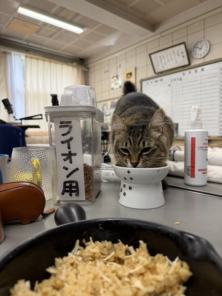 sushi_riku's tweet photo. 朝、コテンがご飯置いてあるのに食べずに、ずっとニャーニャー言ってて、
なんだろう…と思ってたら、
どうやら
「一緒に食べよう」って意味だったみたい！！
俺が食べ始めたら喋るのやめてモグモグ！

人間みたいですごい！！ https://t.co/UB4f5W2szL