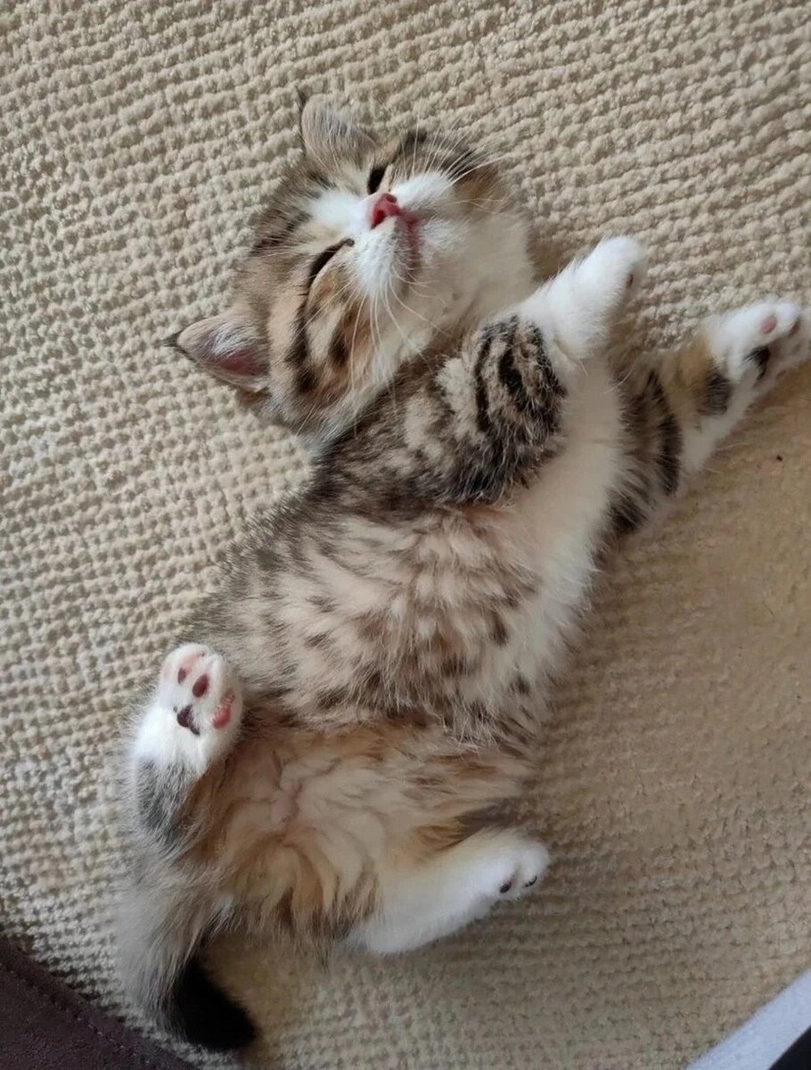andrewb8enjamin's tweet photo. My tiny furball just hit 3 months old!  Watching this little explorer learn to chase toys and curl up in my lap is the softest joy. Pet growth hits different , https://t.co/sVdKUrHavR