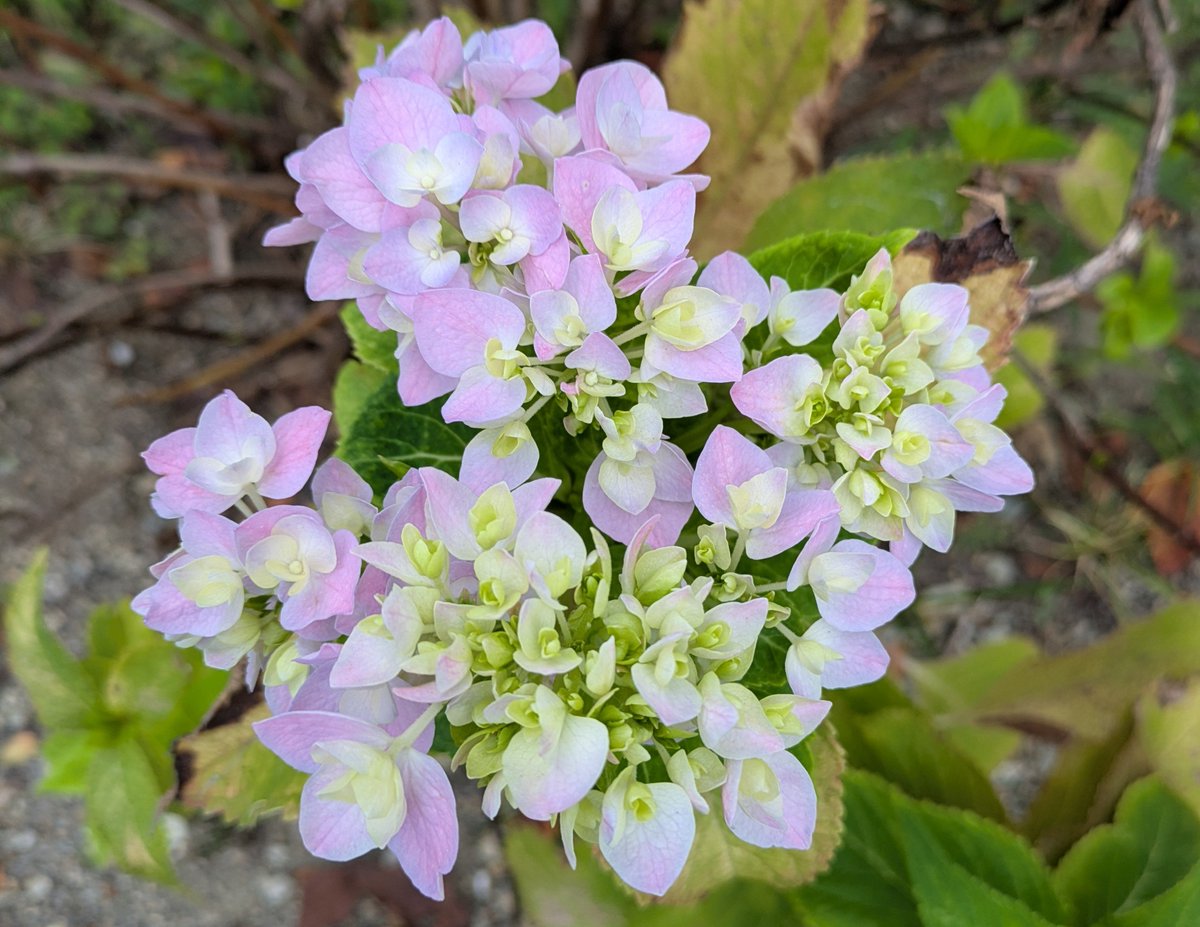 YYQTirpLSswkvv1's tweet photo. こんにちは🌞

皆さま💞　
今週も　お疲れ様でした✨️

労わりの時間を 大切に… 💗
心が ホッっと和む　
週末に なりますように… 🍀💖🥰

美味しい　お食事を。。。🍽️🤗☕

紫陽花🩷
花言葉　強い愛情　元気な女性

昨朝　お散歩中に 川辺で
出会えた　可愛い お花 😊 https://t.co/l4HCqdtdwU