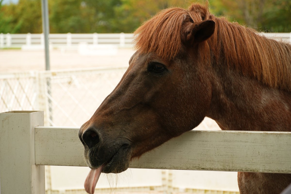 0chak1ti's tweet photo. uma🐴 https://t.co/3GbuVe6M3C