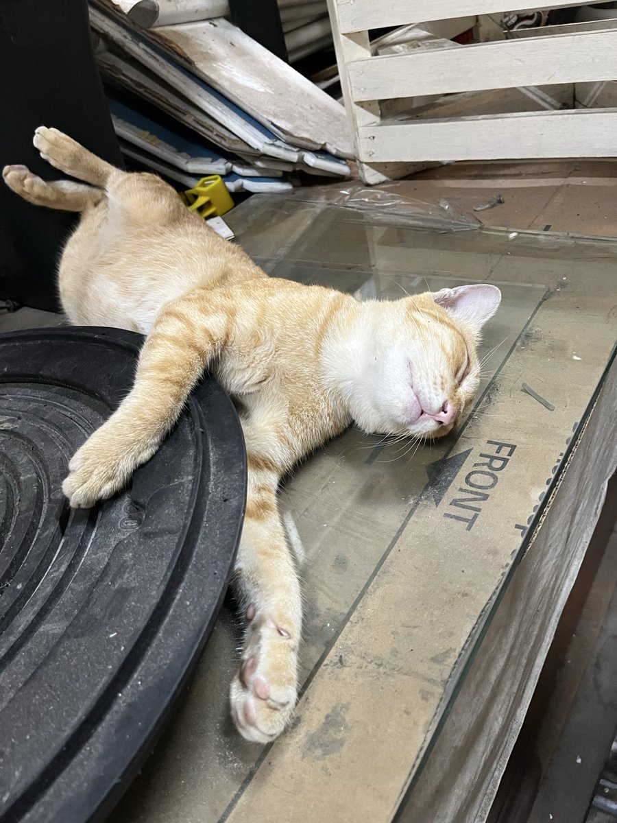 gk0dek's tweet photo. @BestOfMeow https://t.co/a3umeDo3ZY