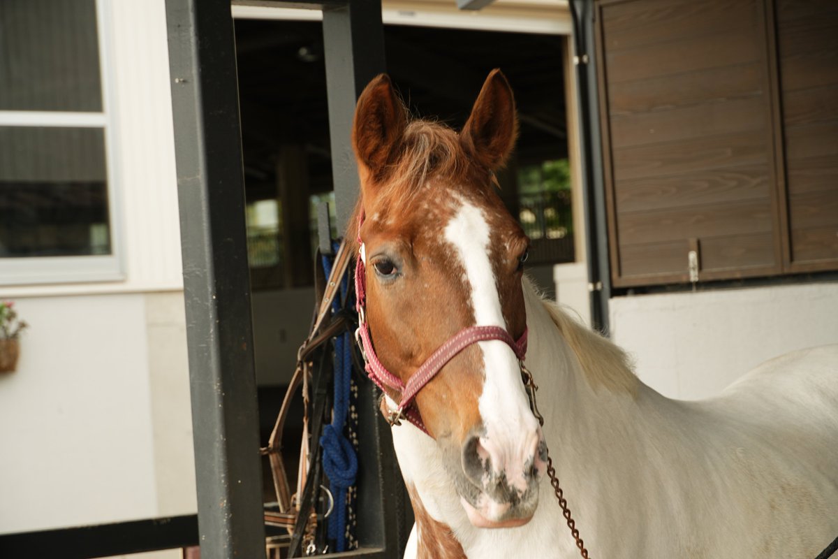 0chak1ti's tweet photo. uma🐴 https://t.co/3GbuVe6M3C