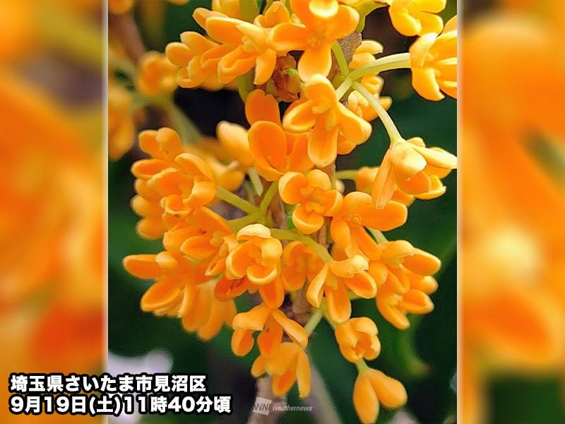 wni_jp's tweet photo. ＜秋めく季節に漂う芳香＞
西日本を中心に残暑が続くものの、暦と季節は着実に秋に進んでいます。
ウェザーニュースのアンケート調査で、関東から季節の風物詩であるキンモクセイが綻び始めていることが判明。甘い香りでも秋の到来を感じているようです。
https://t.co/NenBpzItqS https://t.co/lLsKudF9xc
